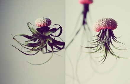 Air Jellyfish Plants