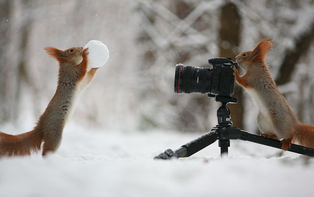 Cute Squirrel Photo Shoot_0