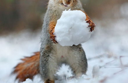 Cute Squirrel Photo Shoot