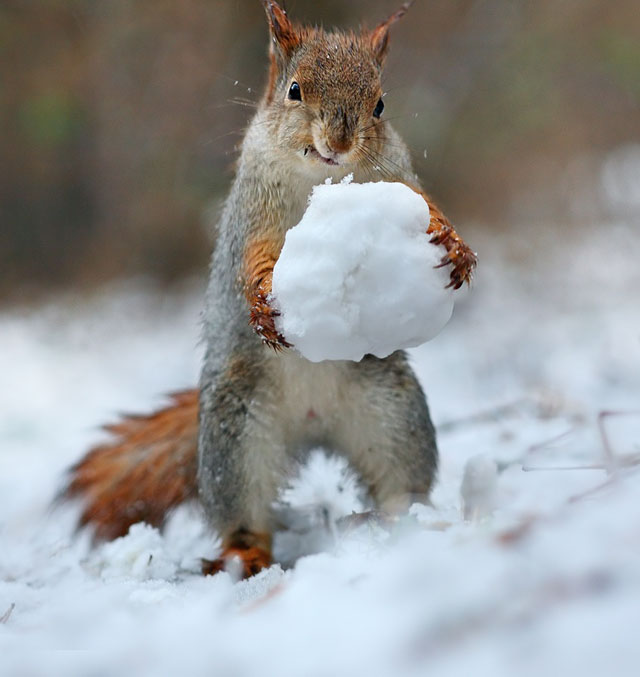 Cute Squirrel Photo Shoot_1