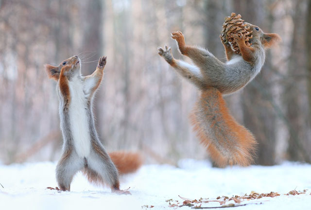 Cute Squirrel Photo Shoot_10