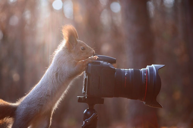 Cute Squirrel Photo Shoot_11