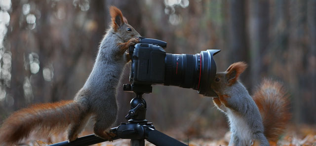 Cute Squirrel Photo Shoot_12