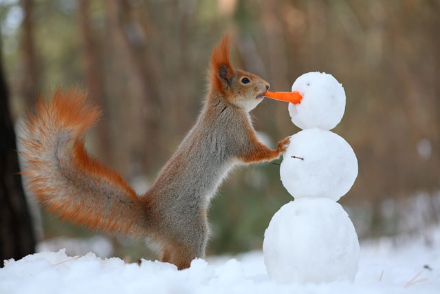 Cute Squirrel Photo Shoot_2