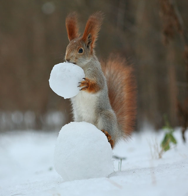 Cute Squirrel Photo Shoot_3