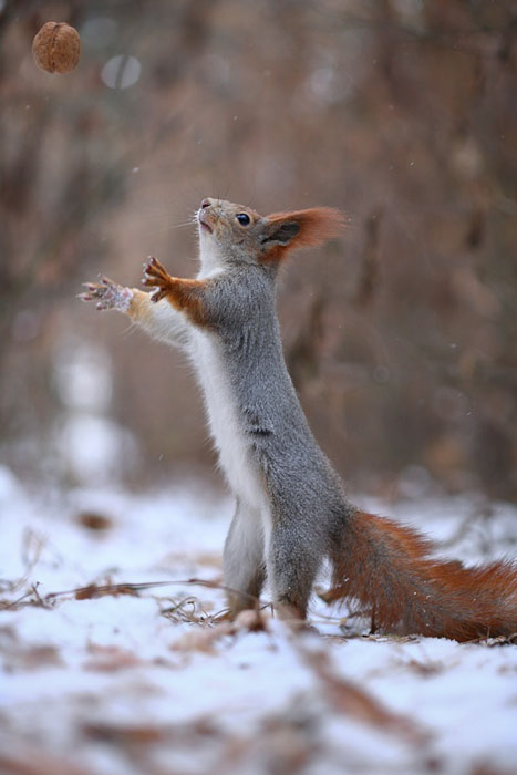 Cute Squirrel Photo Shoot_4