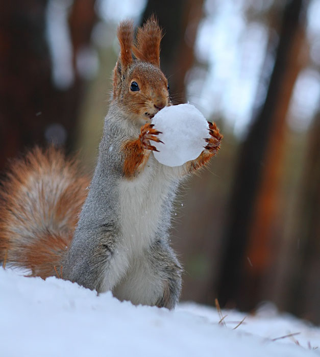 Cute Squirrel Photo Shoot_5