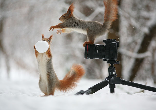Cute Squirrel Photo Shoot_6