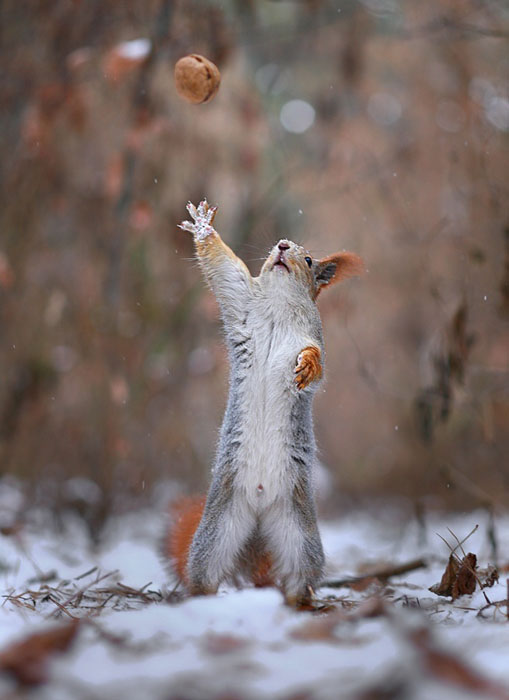 Cute Squirrel Photo Shoot_7