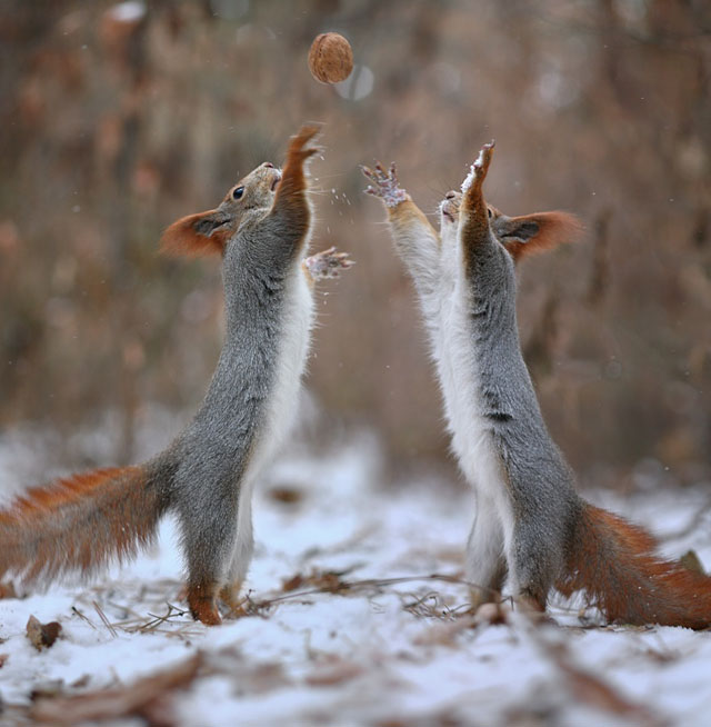 Cute Squirrel Photo Shoot_9