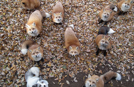 Fox Village in Japan