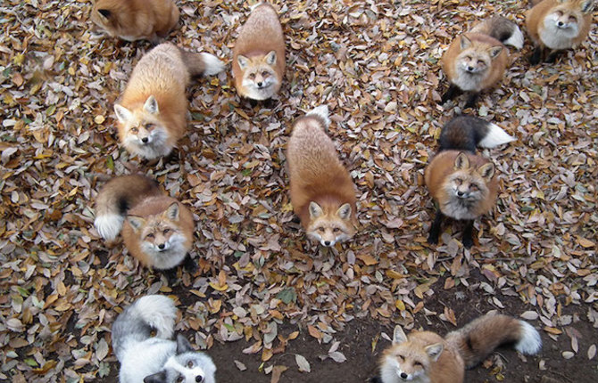 Fox Village in Japan