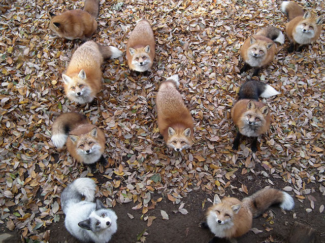 Fox Village in Japan-