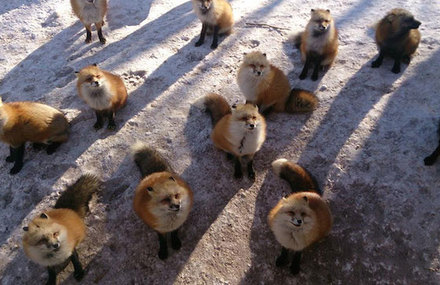 Fox Village in Japan