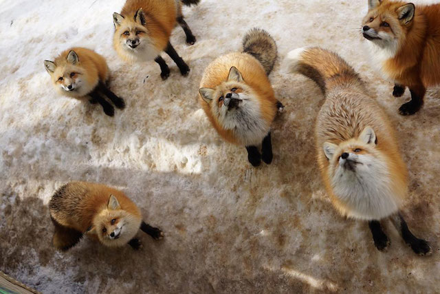 Fox Village in Japan-00