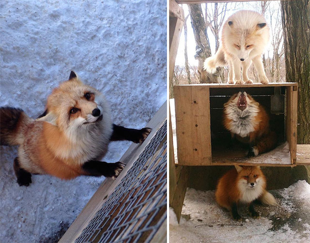 Fox Village in Japan-1