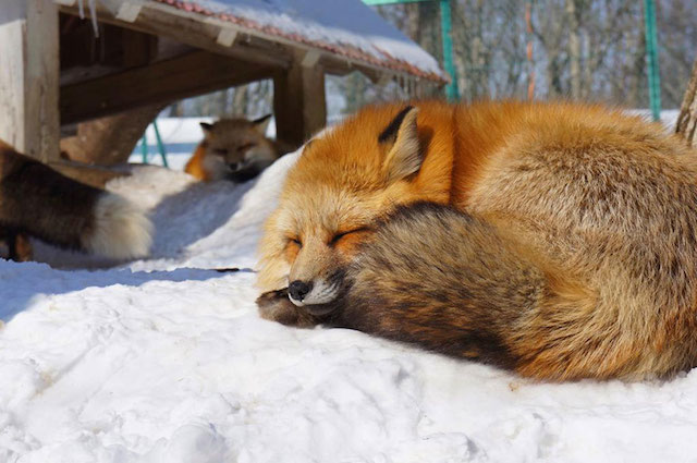 Fox Village in Japan-11