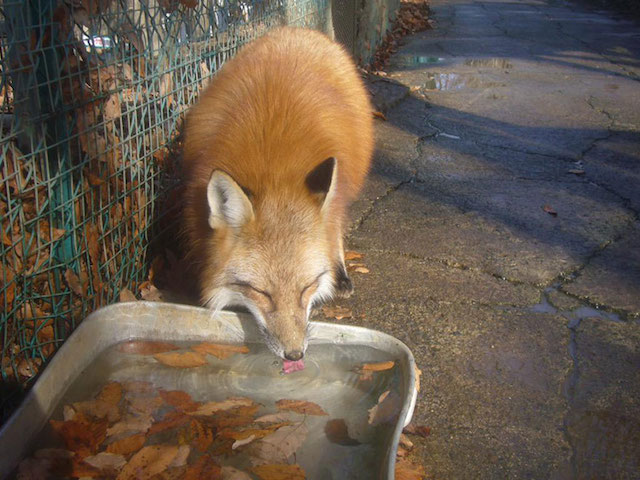 Fox Village in Japan-14