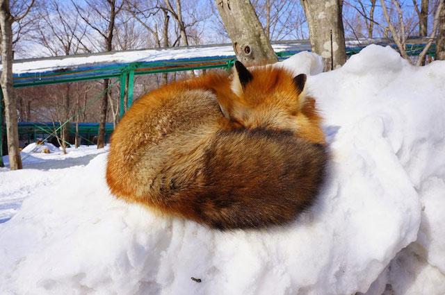 Fox Village in Japan-15