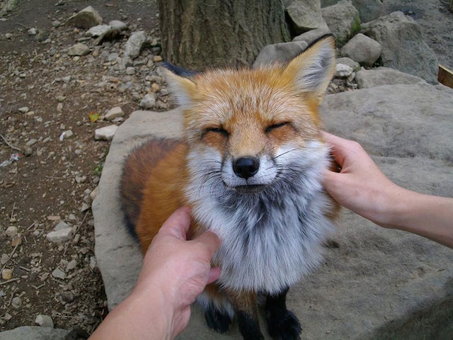 Fox Village in Japan-16