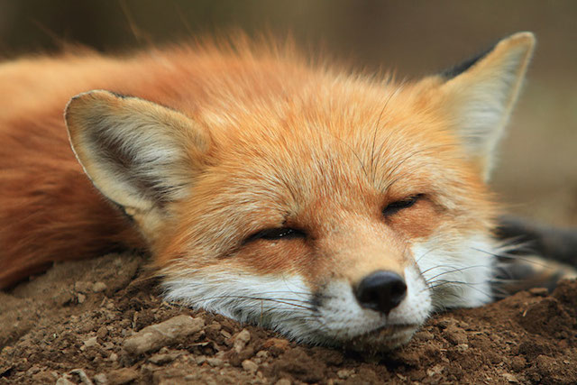 Fox Village in Japan-2