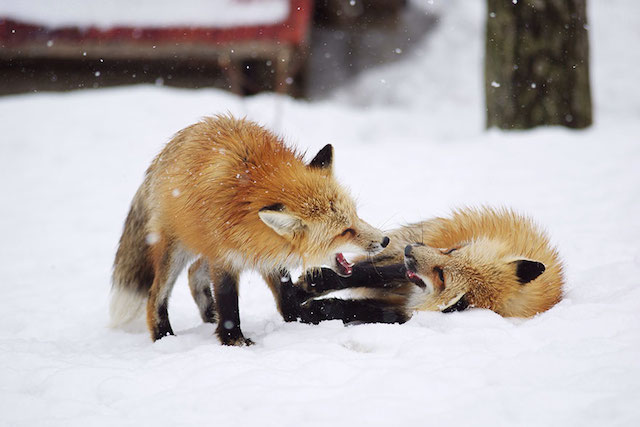 Fox Village in Japan-3