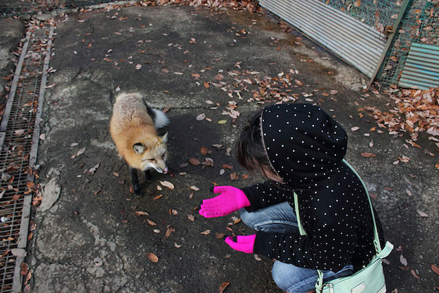 Fox Village in Japan-5