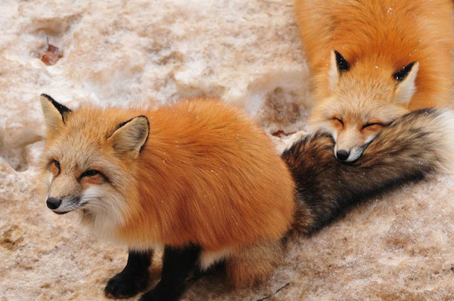 Fox Village in Japan-5b