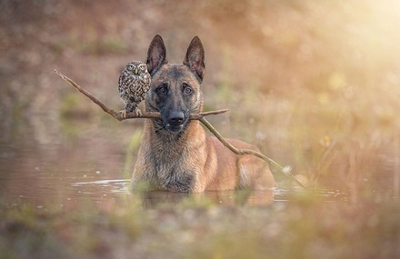 Friendship Between An Owl and A Dog