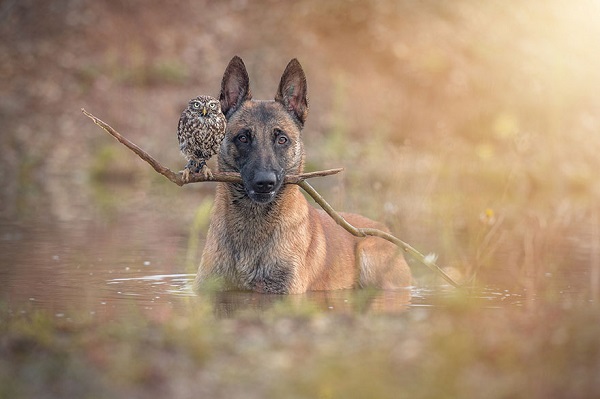 Friendship Between An Owl and A Dog_0