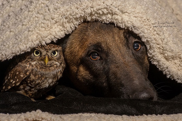 Friendship Between An Owl and A Dog_1