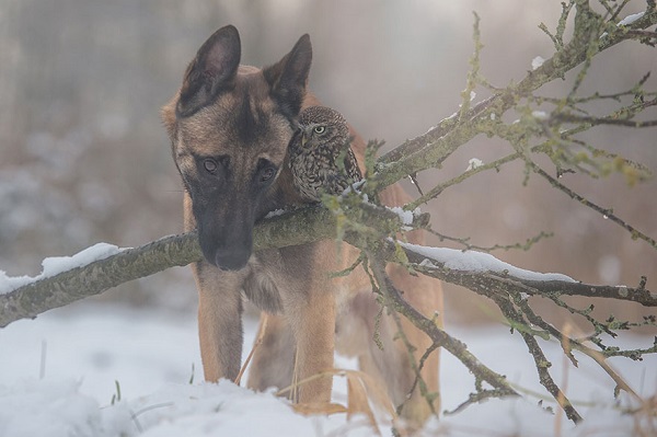 Friendship Between An Owl and A Dog_2