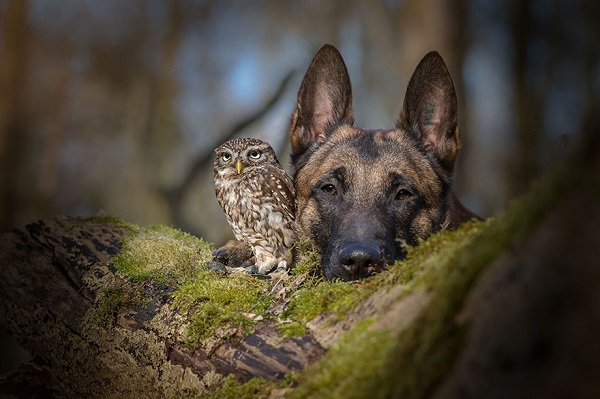 Friendship Between An Owl and A Dog_3
