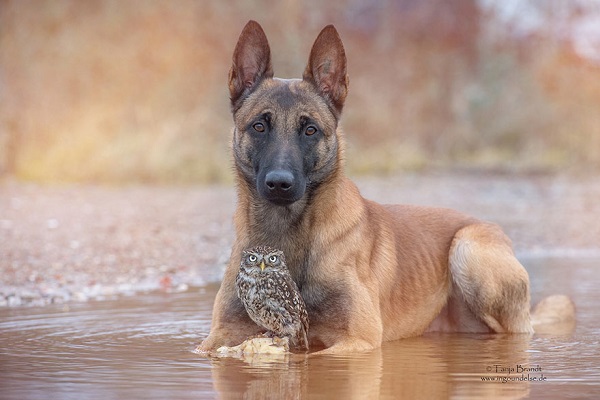 Friendship Between An Owl and A Dog_5