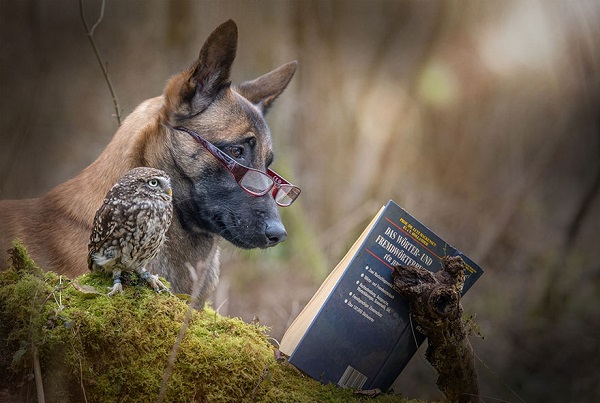 Friendship Between An Owl and A Dog_6