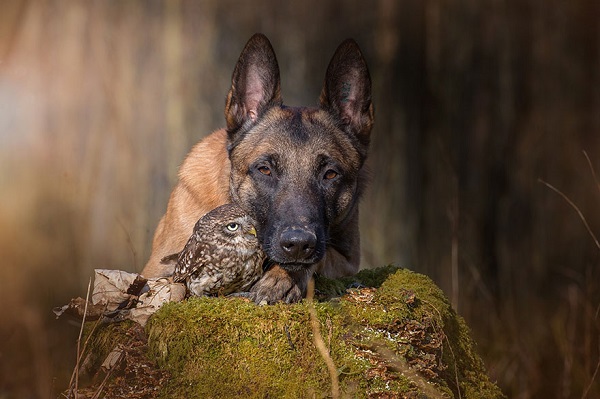 Friendship Between An Owl and A Dog_7