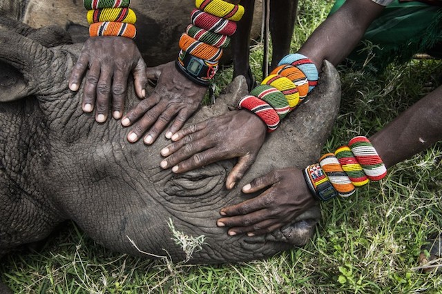 Nature - Orphaned Rhino by Ami Vitale