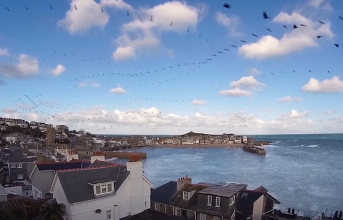 Seagull Skytrails