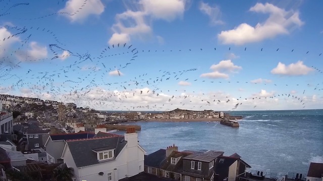 Seagull Skytrails-2