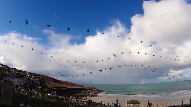 Seagull Skytrails-3