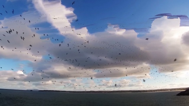 Seagull Skytrails-4