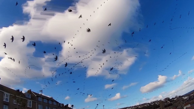 Seagull Skytrails-5