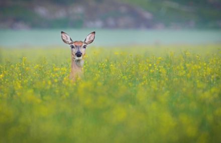 Wildlife Touching Photography