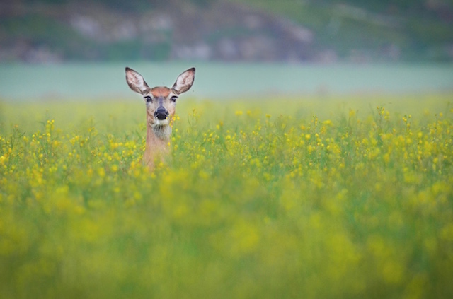 Wildlife Touching Photography-1