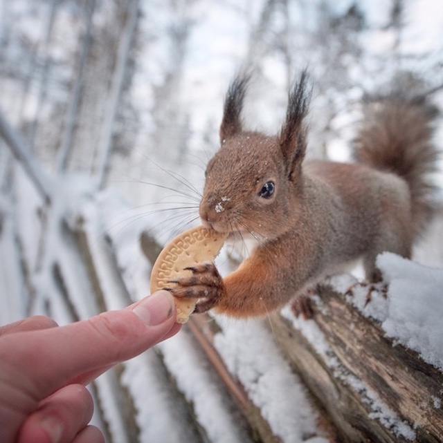 Wildlife Touching Photography-11