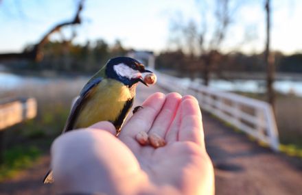 Wildlife Touching Photography