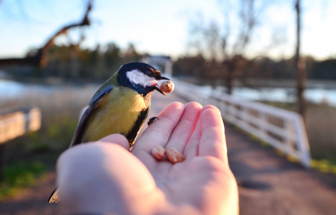 Wildlife Touching Photography