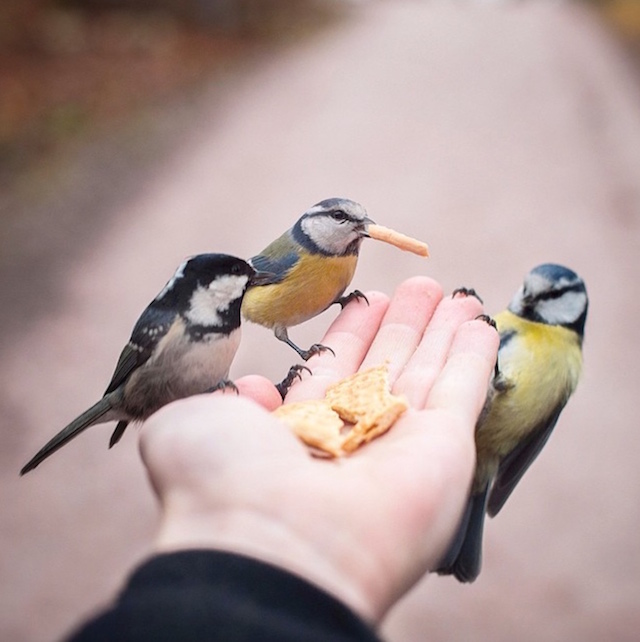 Wildlife Touching Photography-5