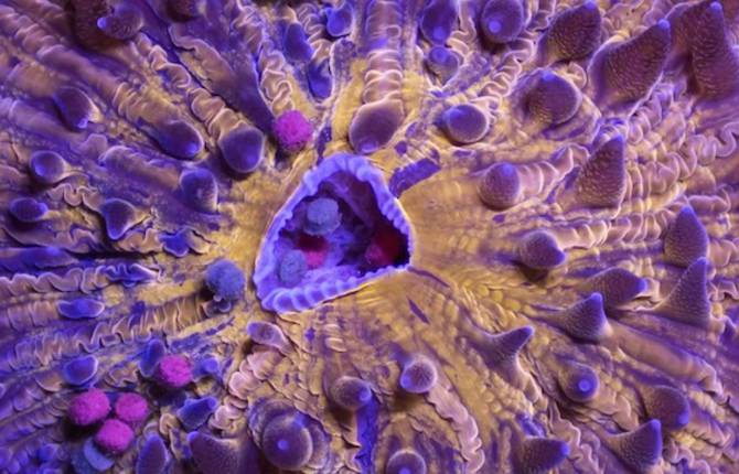 Underwater Wild Life