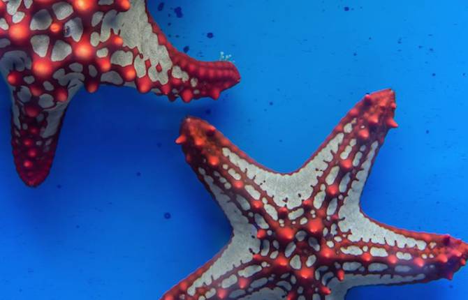 Underwater Wild Life